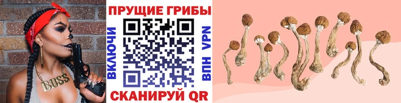 купить   Дегтярск  OMG ONION  Псилоцибиновые грибы ЛСД 